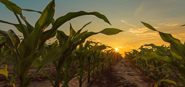 sun through cornfield row