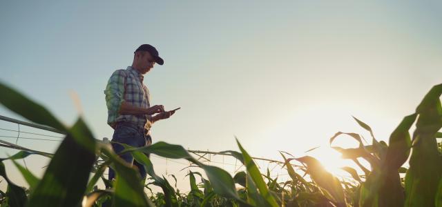 farmer in cornfield