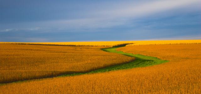 Golden field and blue sky